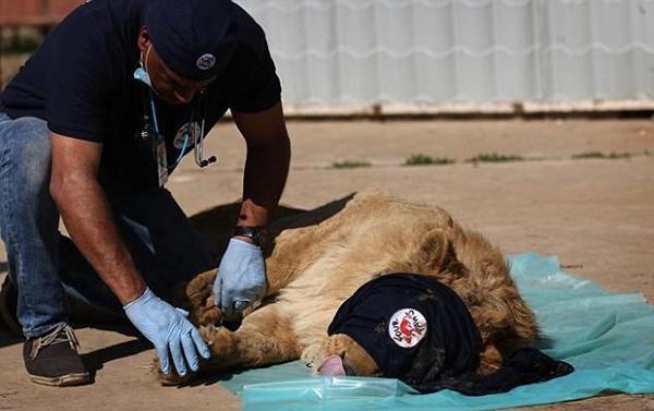 普通蛇遇到眼镜王蛇为何不逃走,哪些蛇最怕眼镜王蛇