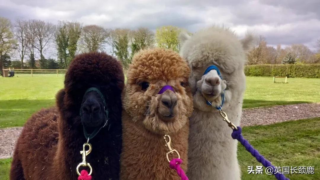 羊驼治愈案例,动物治愈焦虑