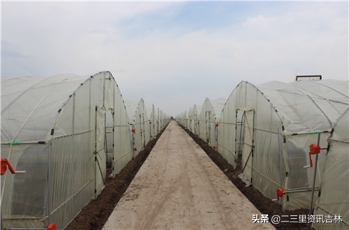 宜春特产芦笋,永吉芦笋批发市场