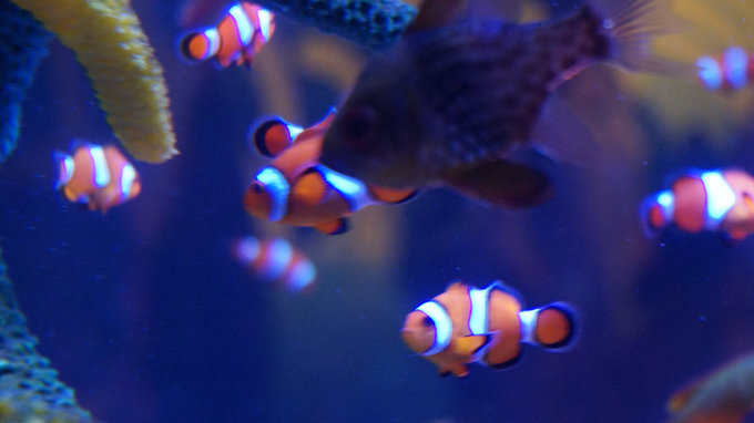 日本名古屋乐高公园,暑期带娃去日本乐高乐园怎么玩