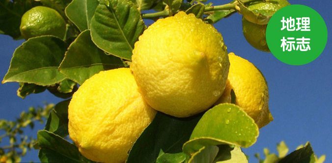 齐心抗疫·地标助农|安岳柠檬，小清新香飘四海