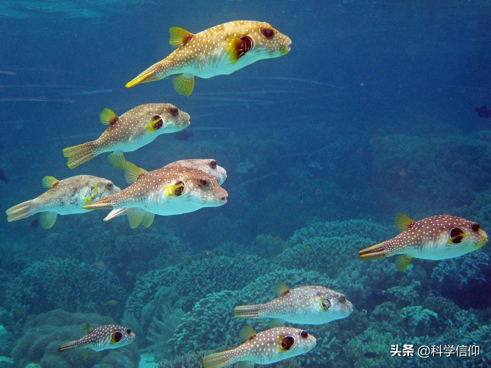 河豚有多美味拼死吃河豚值得吗,现在河豚的毒素还有解药吗