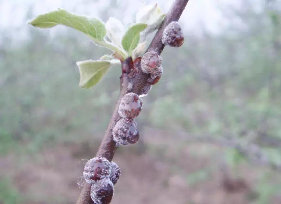 苹果虫害最佳防治方法,苹果各种虫害最佳防治时间