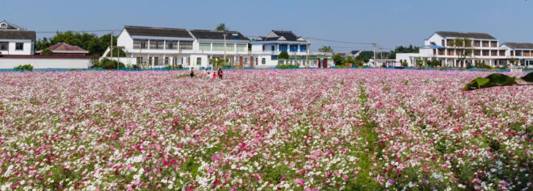 美！太仓这几个村入选「太仓打听猫便民」