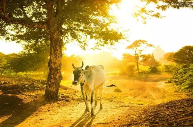 缅甸是佛教国度，在这里，信仰是一种内心的静谧与修养