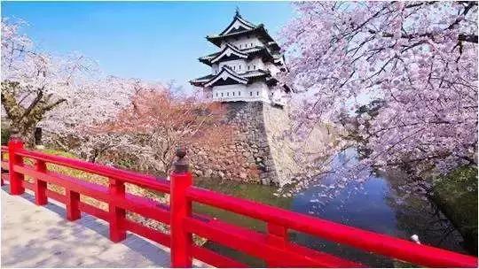 去日本看樱花的攻略,日本人第一次到中国看最大的樱花