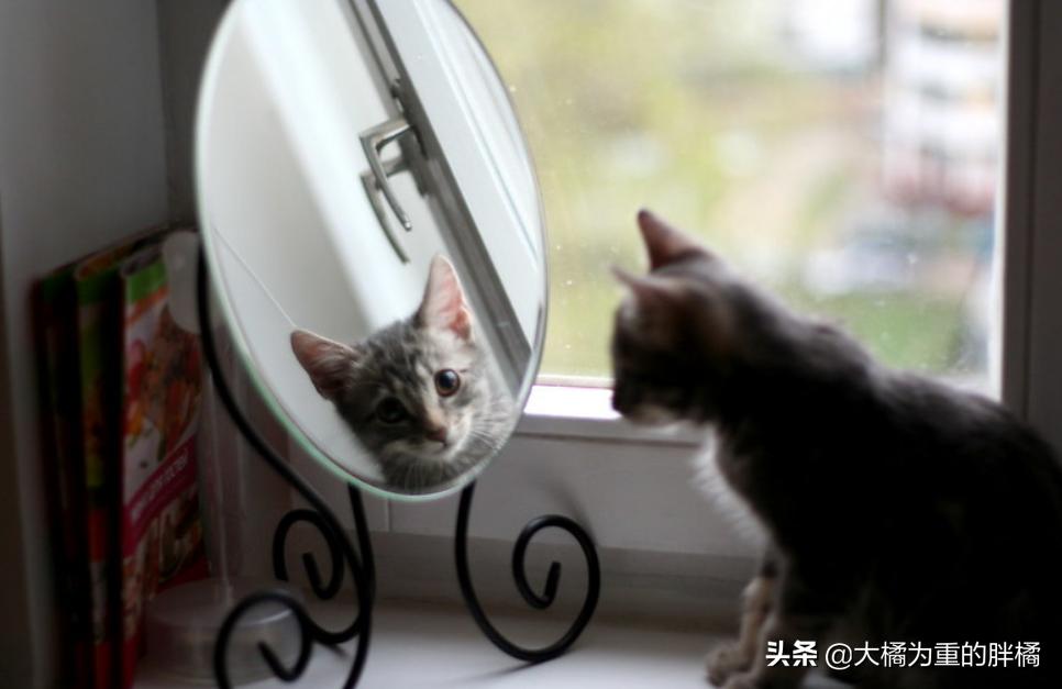 猫咪露出光滑的红色皮肤,猫咪露出一边獠牙