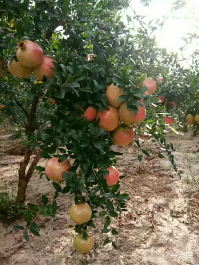 突尼斯软籽石榴哪个品种最好,突尼斯石榴与大红袍石榴区别