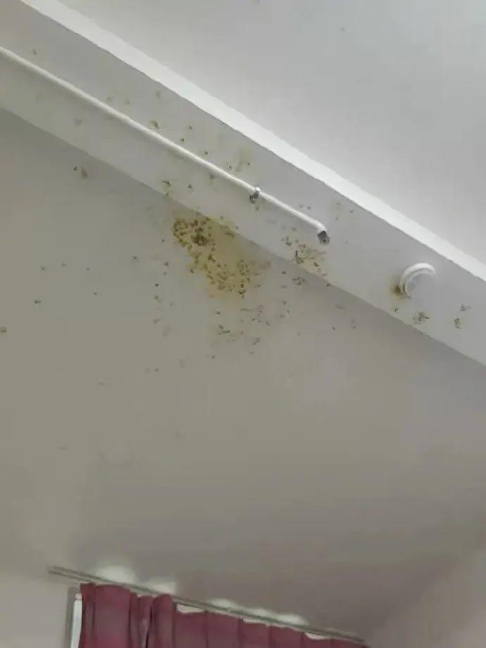 百香果的威力有多强,百香果果酱爆炸威力