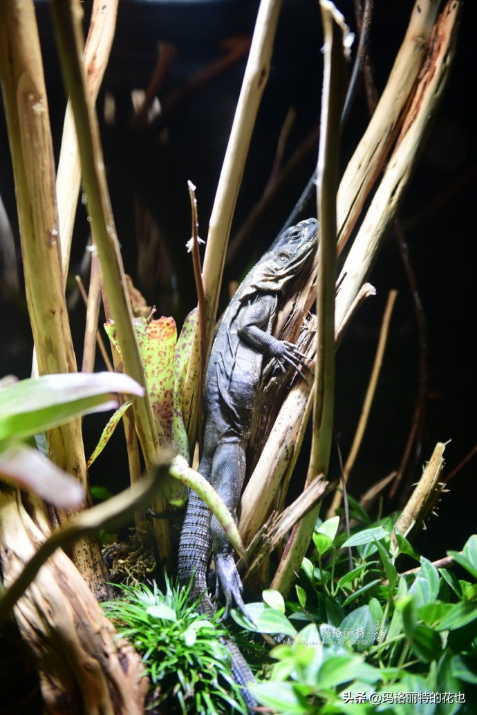 雨林缸可以养的蜥蜴,鱼缸改造封闭式雨林缸养蜥蜴