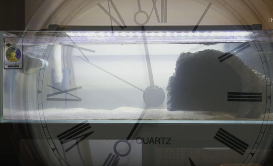 金鱼养多了怎么处理,金鱼养得越来越瘦