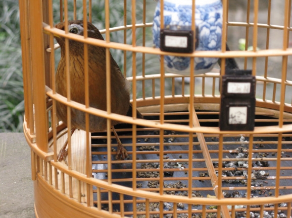 画眉鸟怎样养才稳住性,如何养好画眉生鸟