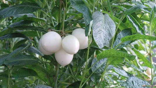 人参果树可以做什么,人参果的栽培方法