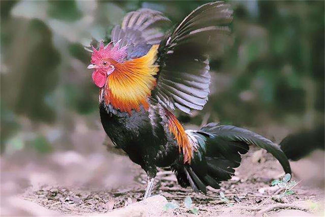 大公鸡可是蜈蚣的克星,大公鸡为什么吃了蜈蚣就要啄人