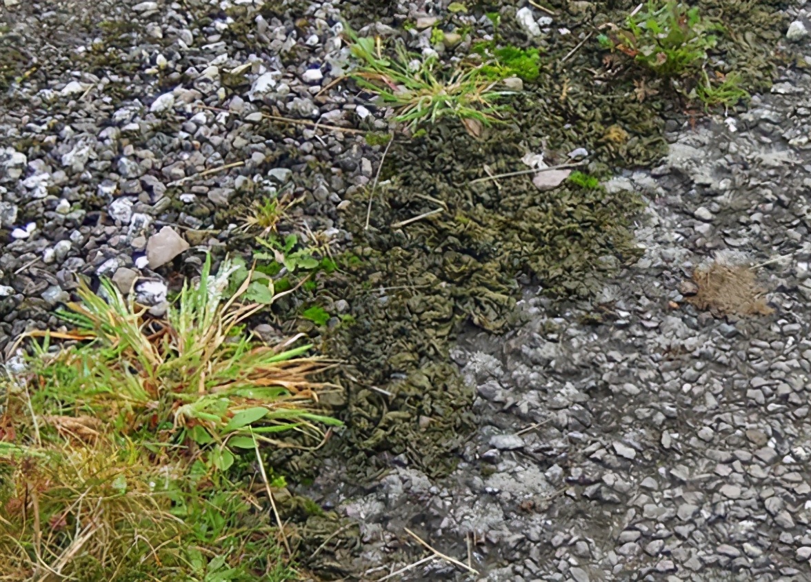 生长在地上的木耳,长在泥土上的木耳