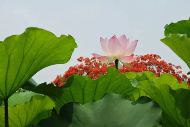 毕业季的凤凰花和栀子花,毕业季凤凰花开的时候