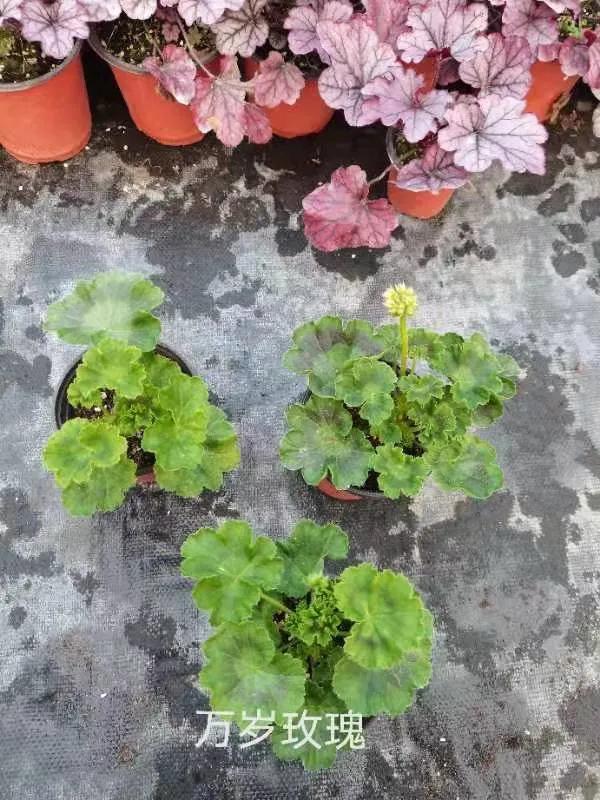 阳台天竺葵容易爆花品种,天竺葵最能开花的品种