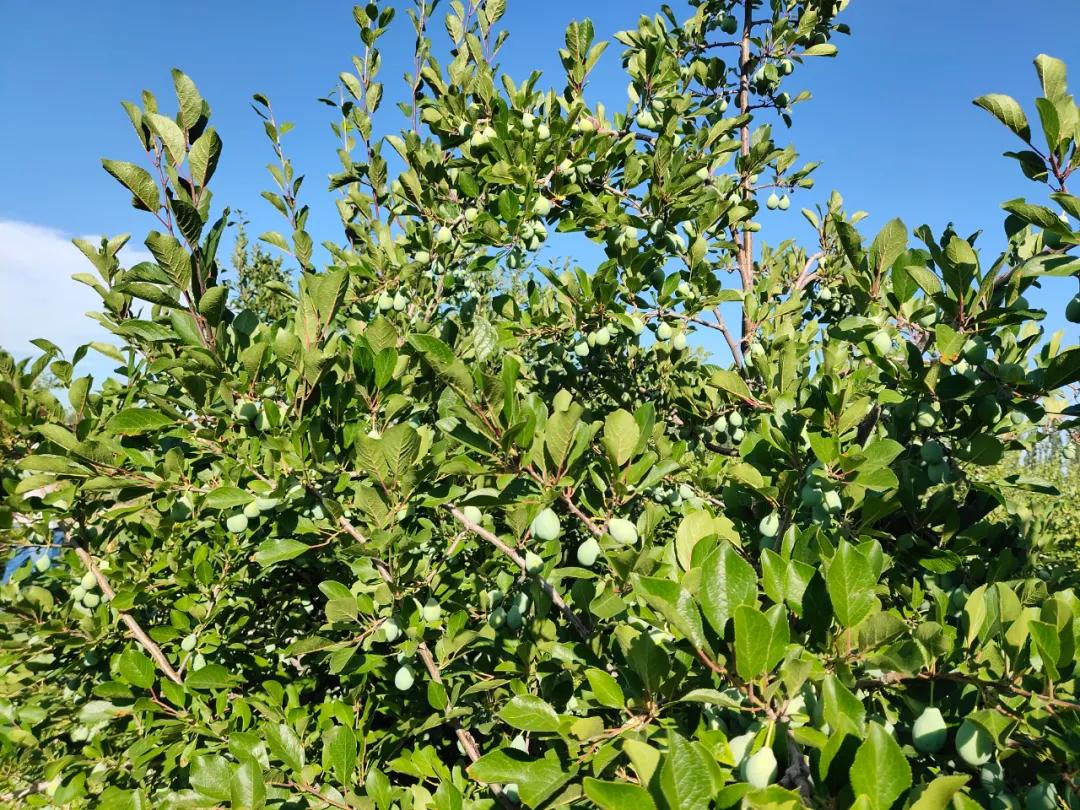 智利野生车厘子好吃吗,智利车厘子哪种好吃又划算