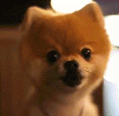 深圳养狗证多少钱,深圳养狗证网上可以查吗