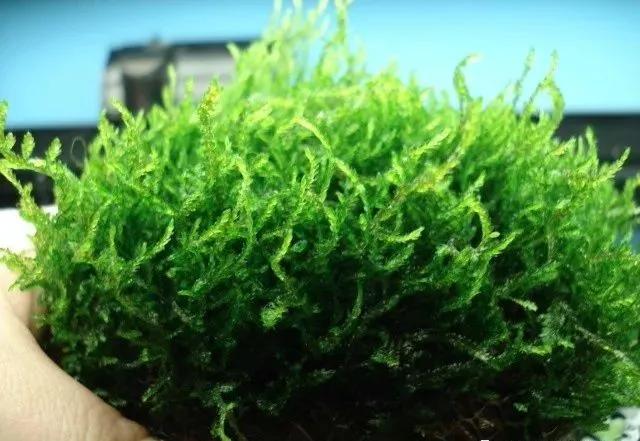 本色水景|教你认识——常见莫斯品种！水草造景学习