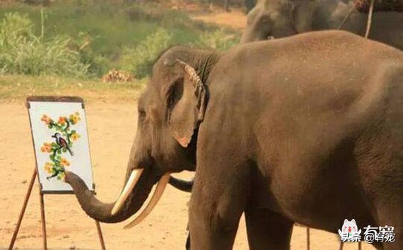 世界上怀孕周期最长的动物是什么,地球上寿命最长的动物是谁