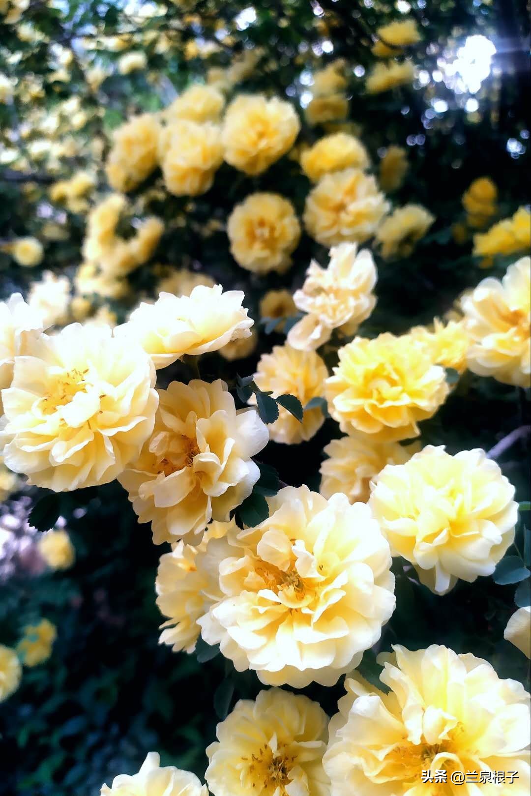 最美黄玫瑰,歌曲黄玫瑰你最美