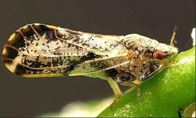 春季柑橘树预防什么病虫害,柑橘病虫害施药时间表