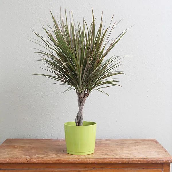 盆栽客厅千年木,养不死的客厅大绿植千年木