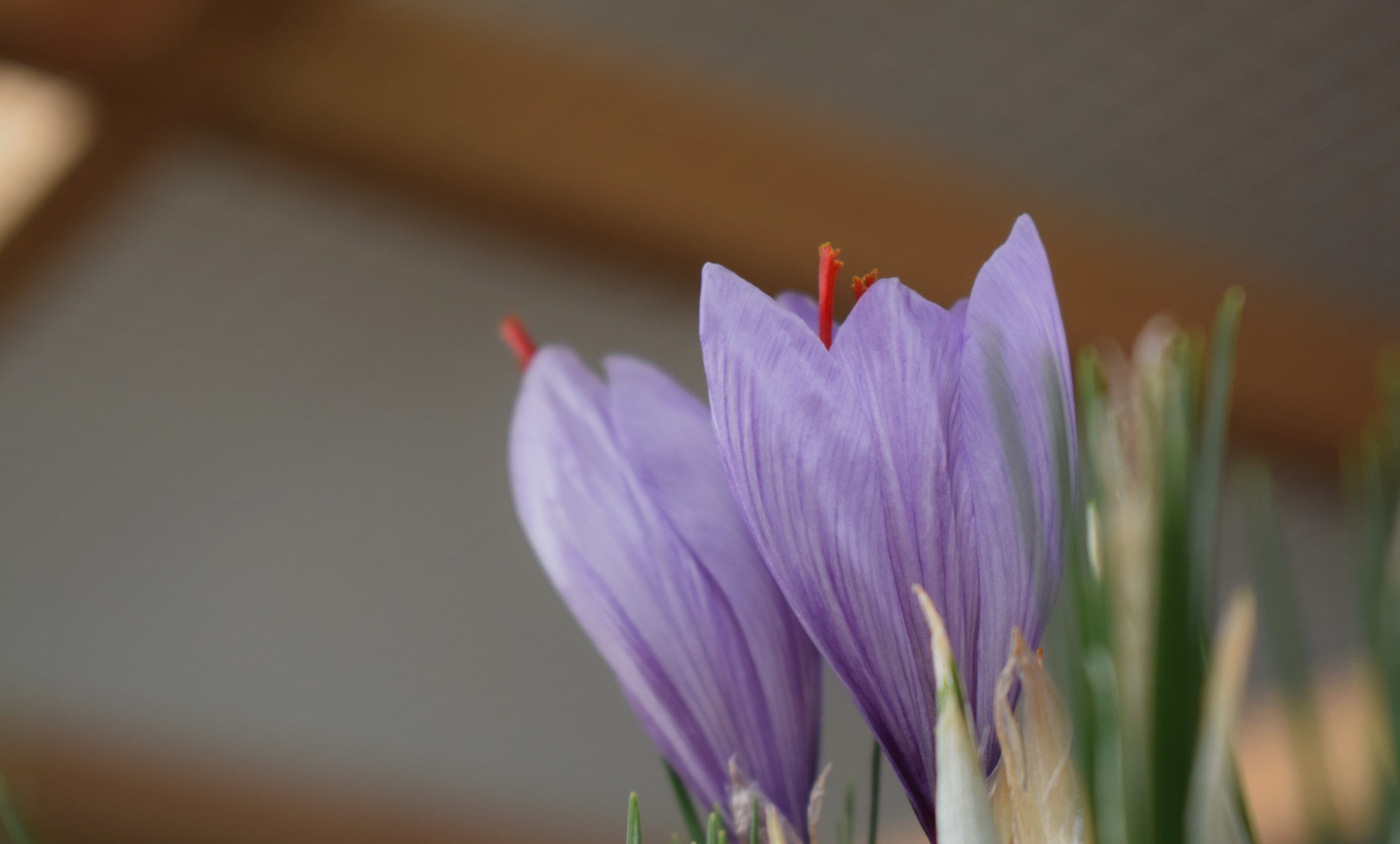 植物精华藏红花,藏红花的别名又叫什么花