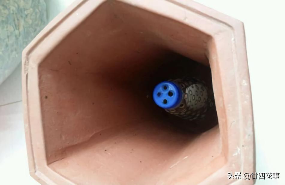 赤诚兰花上盆技巧,兰花如何养出爆盆的水晶根