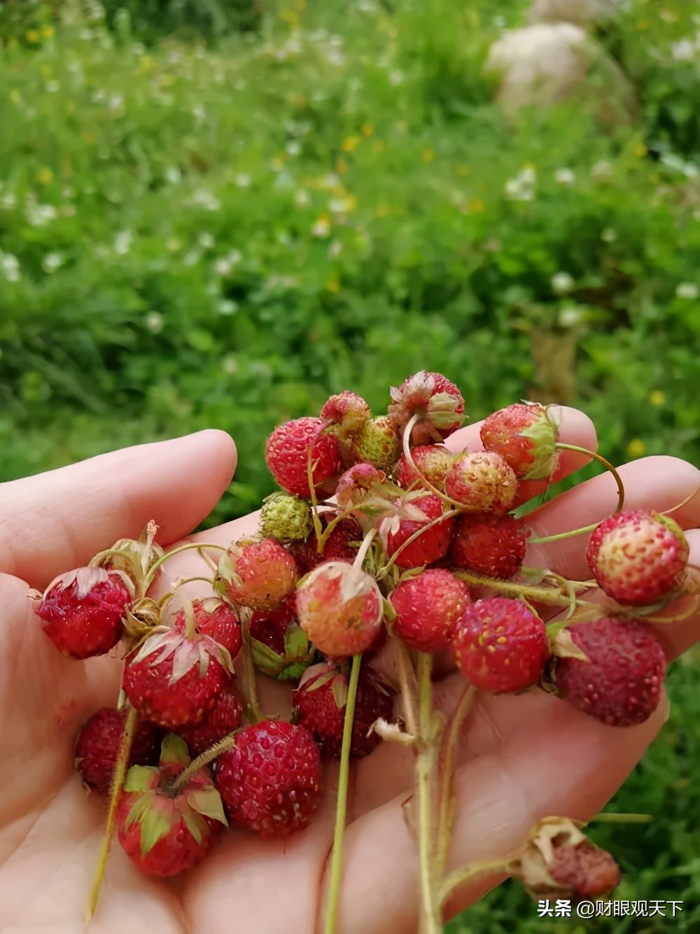不能错过当地水果,不能错过美味的水果