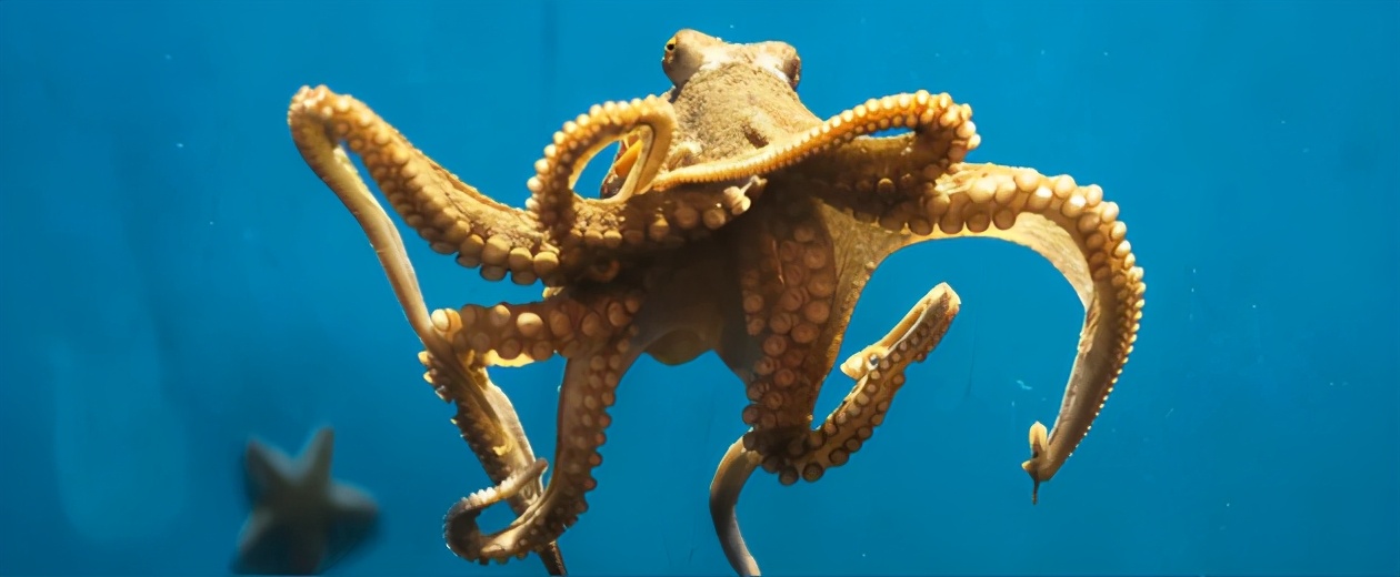 生吃章鱼被章鱼吸住喉咙,活吃章鱼它会痛吗