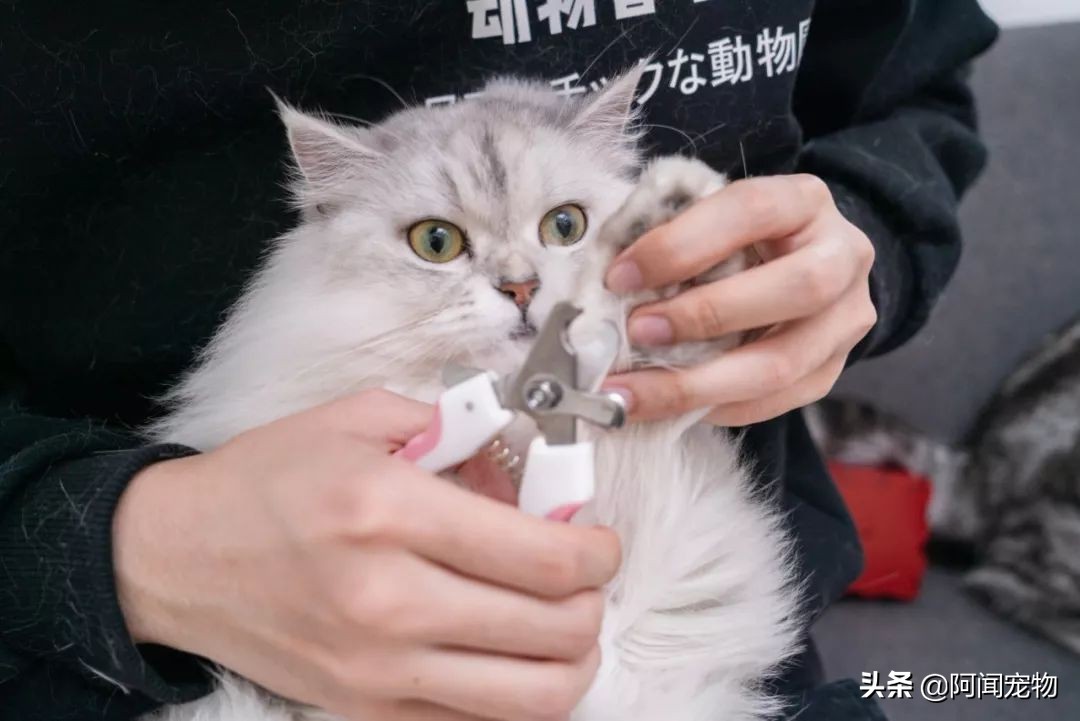 看完猫你还想养吗,养猫咪怎么最省钱也能吃好