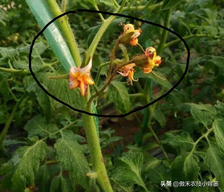 药物处理花穗时，点花与蘸花、防落素与2,4-D哪个好？一看就明白