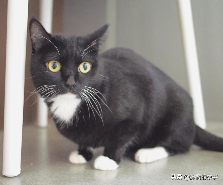 猫胡子越来越长是怎么回事 (猫的胡须变白了说明老了吗)