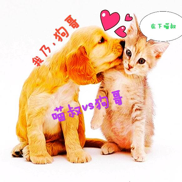 不能被忽视猫咪的5个救命信号,猫咪应激反应的表现