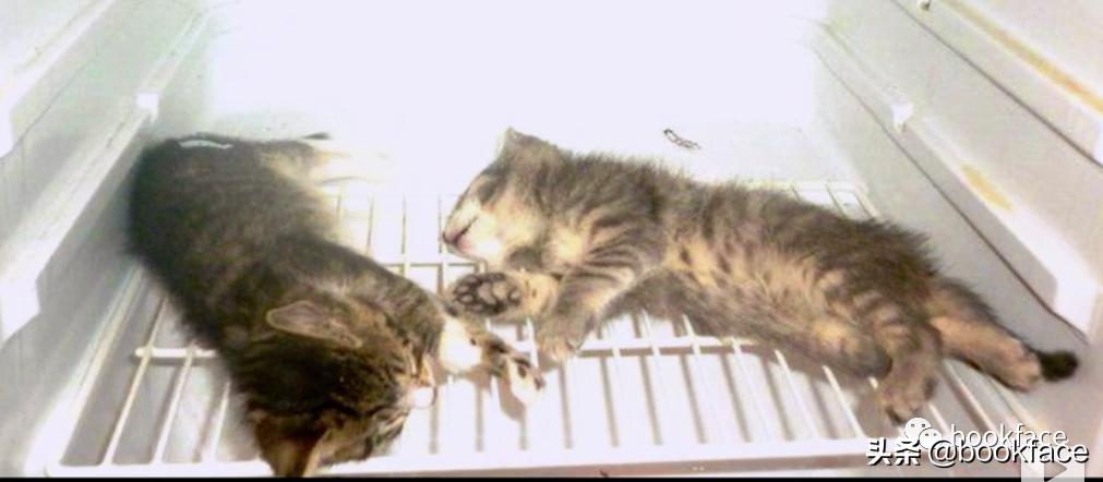 铏愮尗浜嬩欢铏愮尗鐙傞瓟,鐩樼偣铏愮尗琛屼负