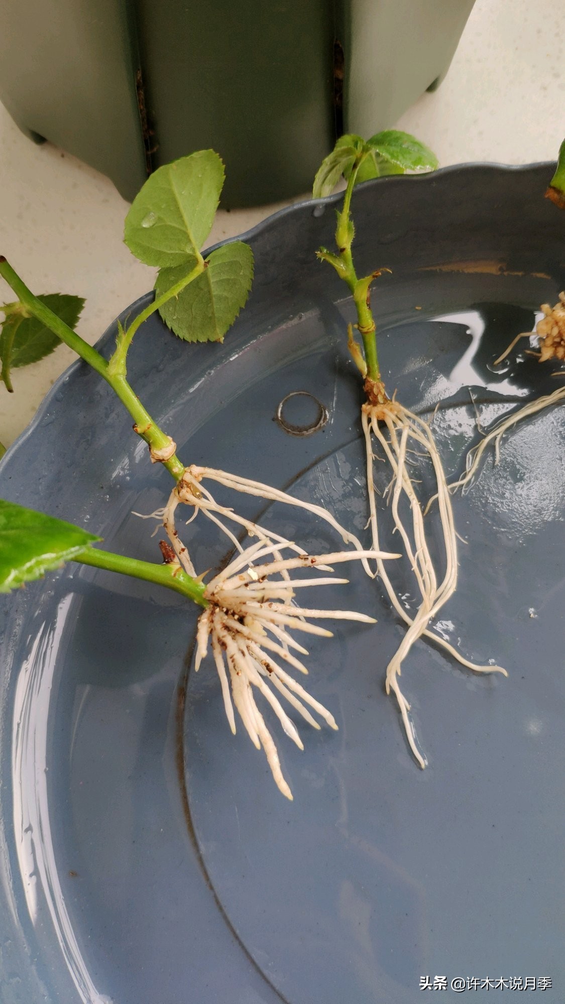 月季扦插发芽又枯萎是什么原因,月季扦插成活后移植的正确方法