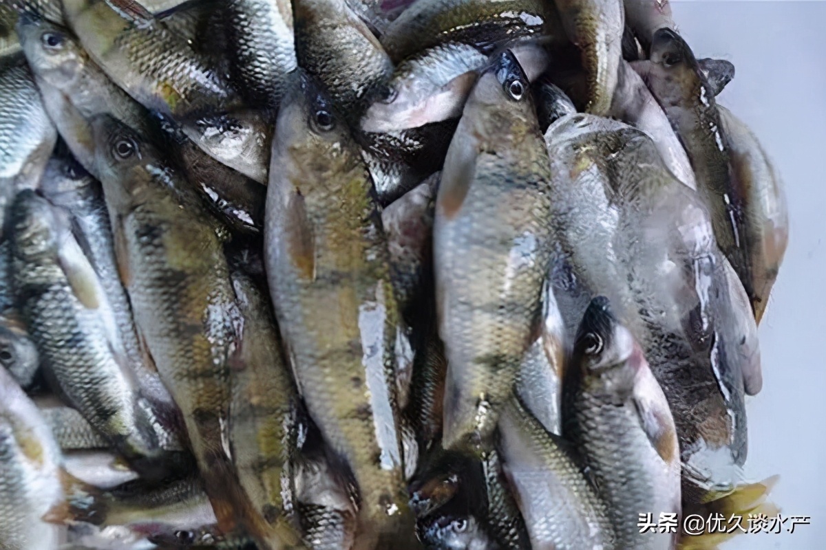 北方适合养殖什么水产品种,没有养殖经验的适合养殖什么水产