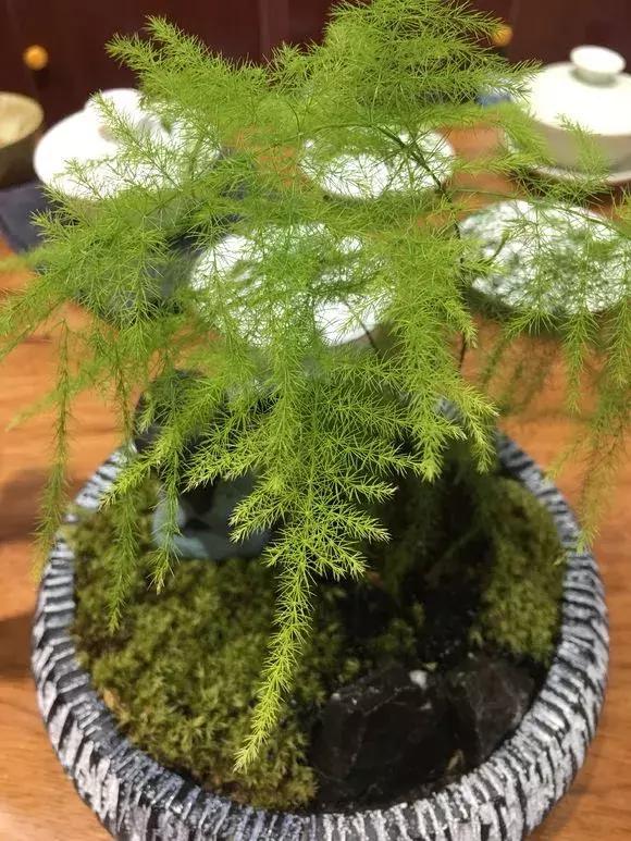 榕树冬天黄叶是什么原因,花卉黄叶原因判断