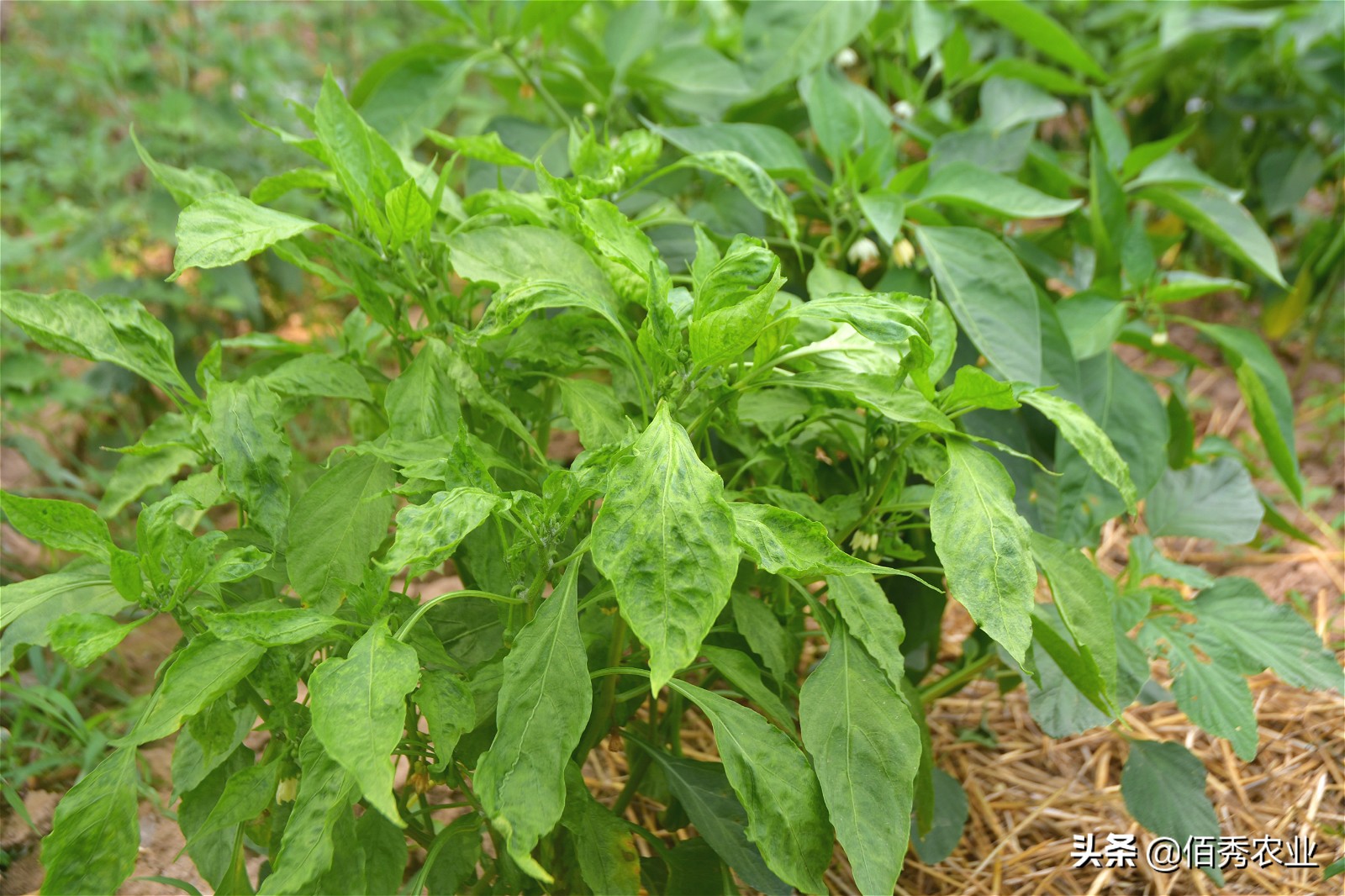 辣椒病毒病农业防治措施,辣椒病毒病最特效药