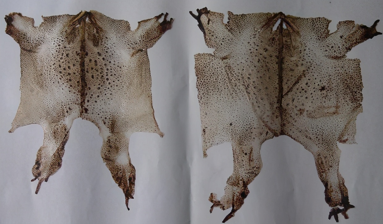 真正的癞蛤蟆是什么样子的,小时候常见的癞蛤蟆