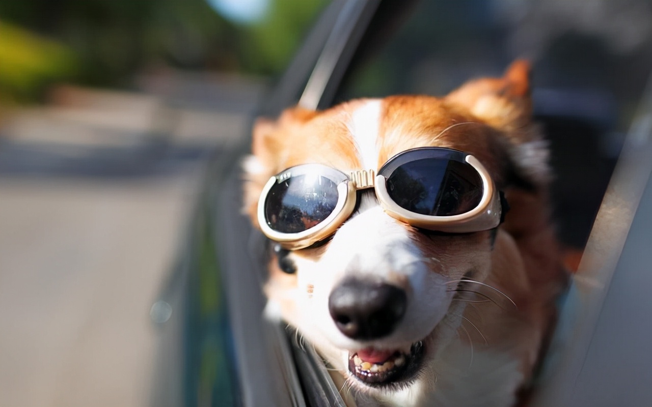 养护狗肠胃,日常生活中怎么养护狗狗的肠胃