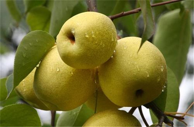 梨树病虫害防治有哪些方法,梨树的病虫防治方法有哪些