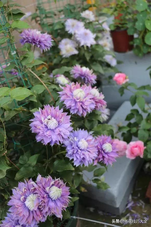 这十种爬藤花一开就是三年,3种极品爬藤花30天爬满庭院农村