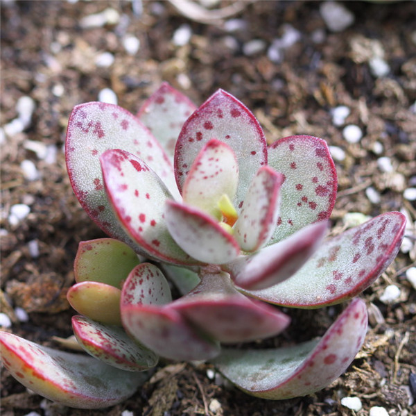 多肉群生奶油泡芙,水泡草莓蛋糕