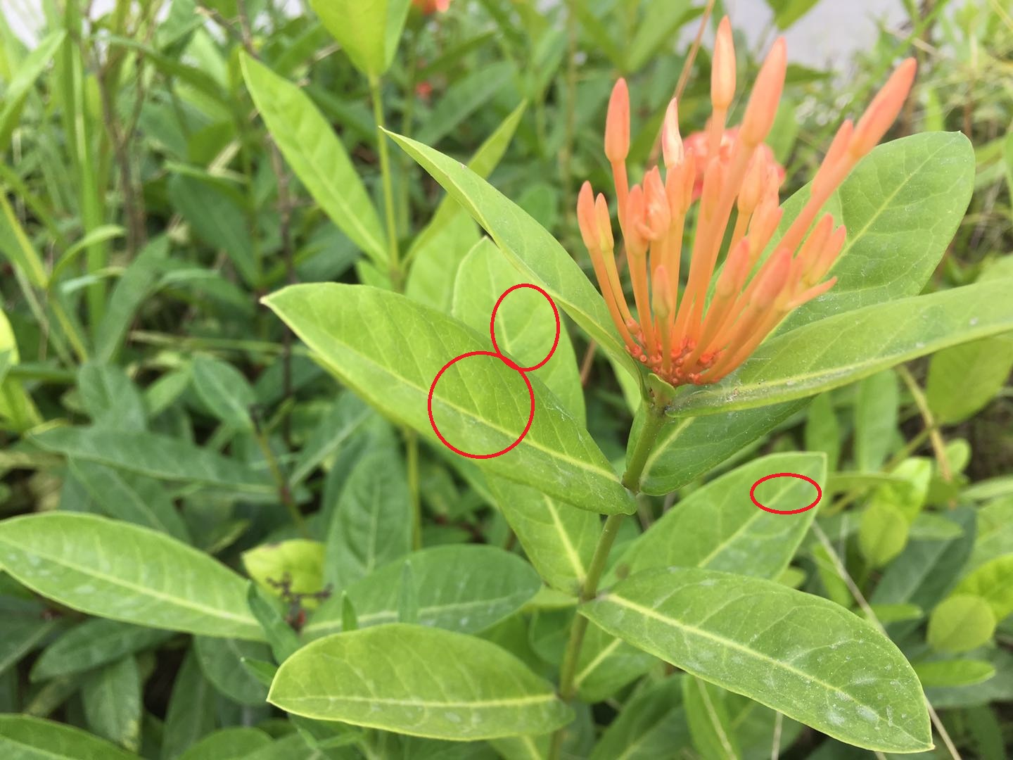 龙船花怎么养护修剪视频,龙船花冬天可以修剪吗示意图