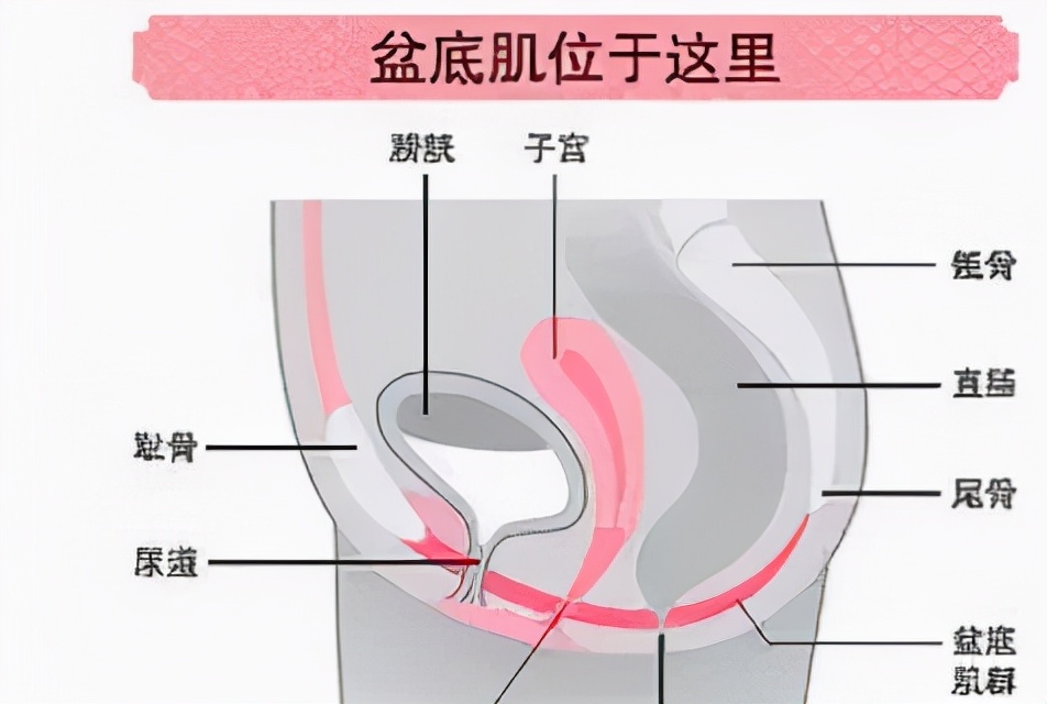 盆底肌不懂发力？这样训练试试