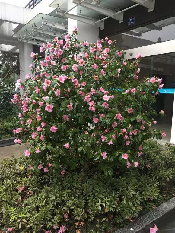 调整花土酸碱度用什么比较好,花土碱性大的原因和解决方法