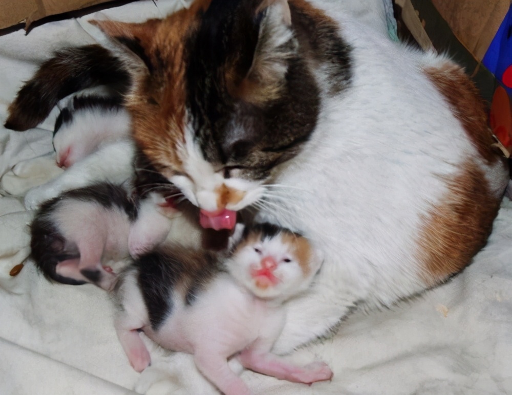 犬猫分娩时多采取什么姿势,犬猫正常分娩的接生工作